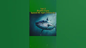 Top 5 Speed Demons Of The Sea Who Would Win In A Race 