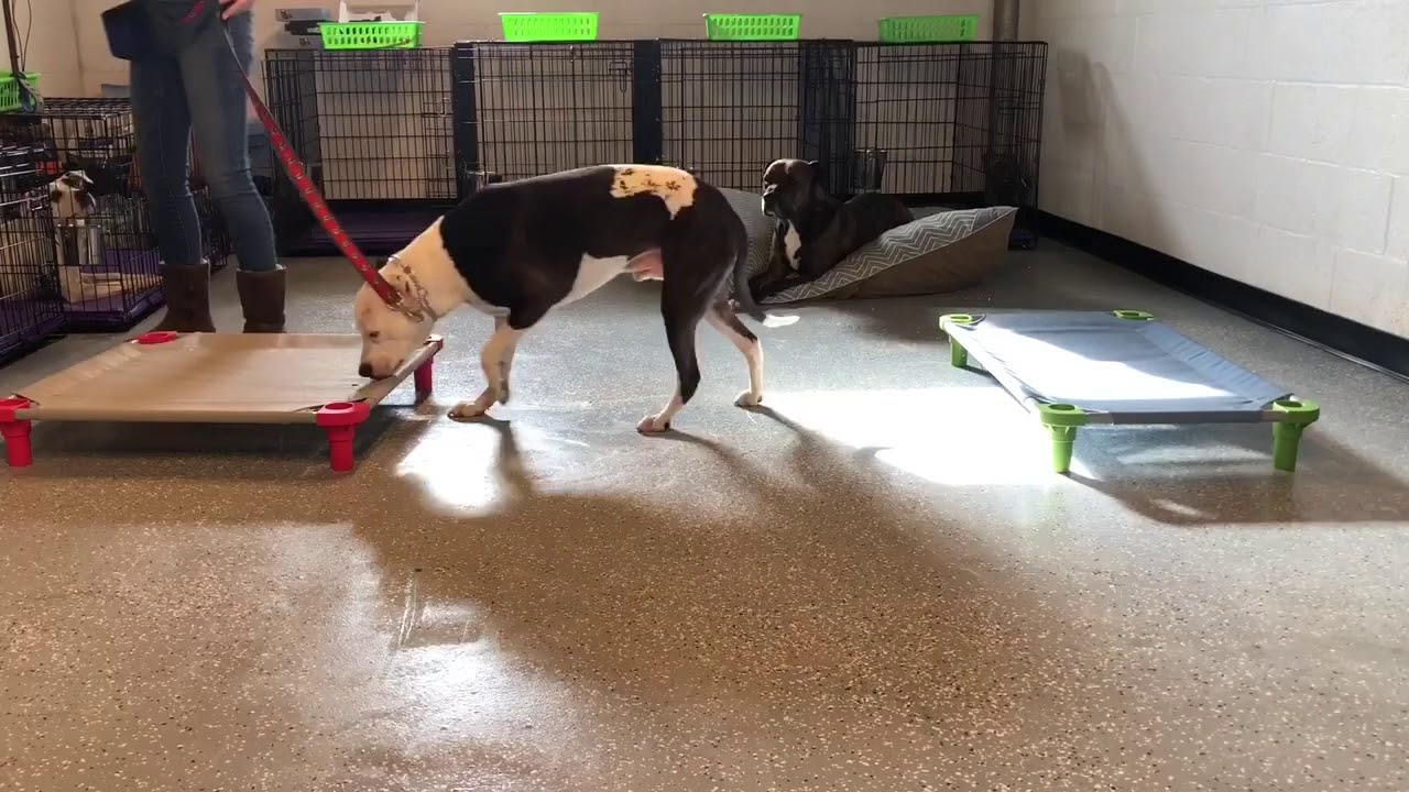 Max, an older pitbull, Recall to Place Down session - YouTube