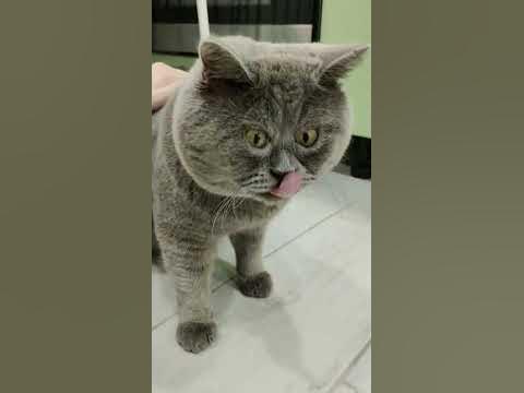 кот Федя - YouTube