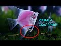 Скалярия РОЖАЕТ !!! Смотрим до конца !!! Роды Скалярий!!!