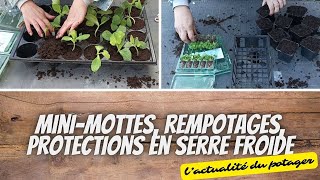 👩‍🌾 Rempotage des plants en mini-mottes, protection des plants en serre froide