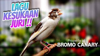 Kenari Anda Bakalan Mahal Kalo Pakai Masteran KENARI GACOR ISIAN BLACKTHROAT SUARA JERNIH ini