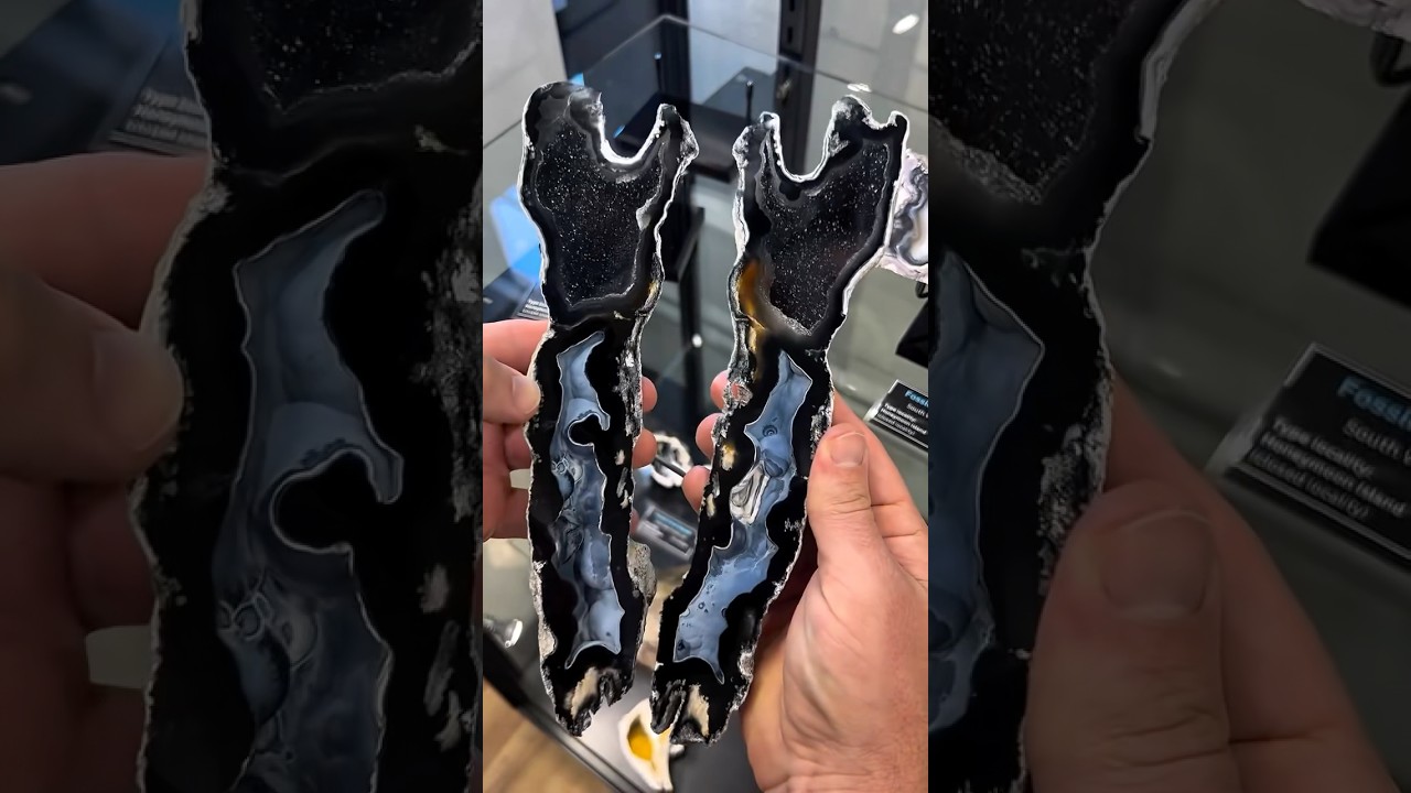 We have been on 🔥 with the fossil coral discoveries lately. Saw by 