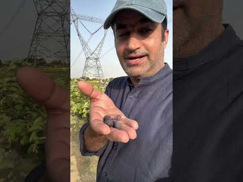 Falsa picking festival in Bahria Town Karachi