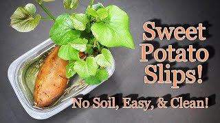 Sweet Potatoes! How to Start Sweet Potato Slips (new video!)