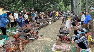 🔴 Trực tiếp: Chợ phiên Bắc Hà - Ngày 25/05/2025 - Mưa như trút - Đồ rừng & dược liệu vẫn bán la liệt