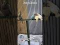 Love Birds | Apne saath koi dusre bird ko accept n krta | #birdlove #birdgroup #shortvideo #tranding