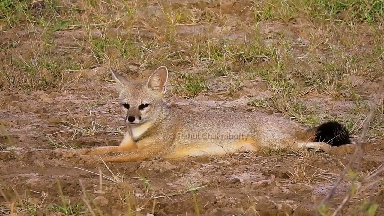 Indian Fox Calling . 