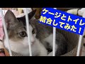 猫のケージとトイレってどうすればいいの〜？