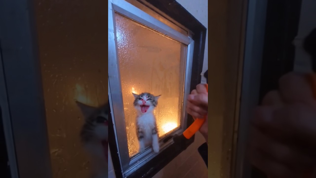 cat triped in fire 😿💔😿