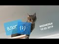 ВЛОГ 2/Заболела кошка🐱