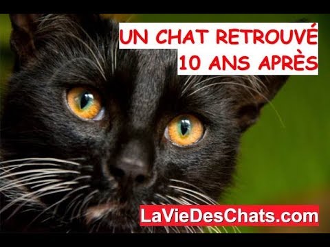 Vidéo: Chat Disparu Retrouvé Après 7 Ans