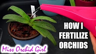 How I fertilize my Orchids in self watering pots