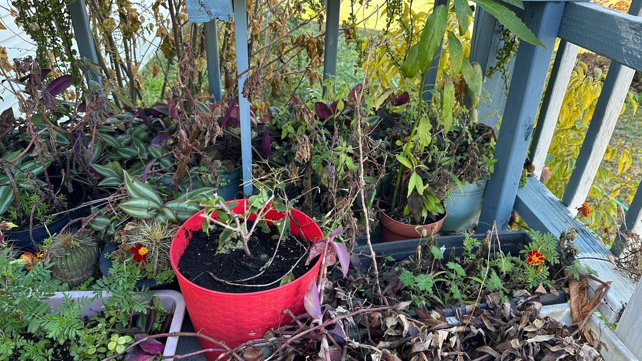 تأثرت النباتات بسبب انخفاض درجات الحرارة وشنوا التحضيرات حتى نرجعها 