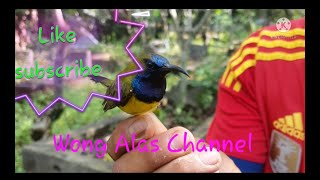 Suara Masteran Burung Sogok Ontong,Suara Burung Sogon Wong Alas