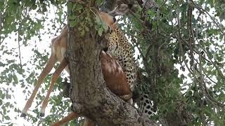 Leopard Struggles To Keep Impala In The Right Place