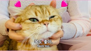 고양이 어디까지 만질 수 있어요? 집사 손에 녹는 먼치킨 고양이 How far can you touch your cat?  A melting Munchkin cat