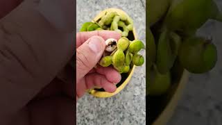 Acacia Tamarind - Trái Me Keo - Me Nuoc