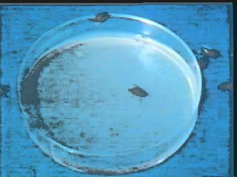 HOUSE FLIES DISEASES.MPG - YouTube
