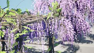 Japanese Wisteria Tree Pack 3d animation with unreal engine