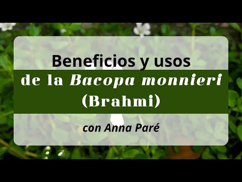Beneficios y uso de la Bacopa monnieri