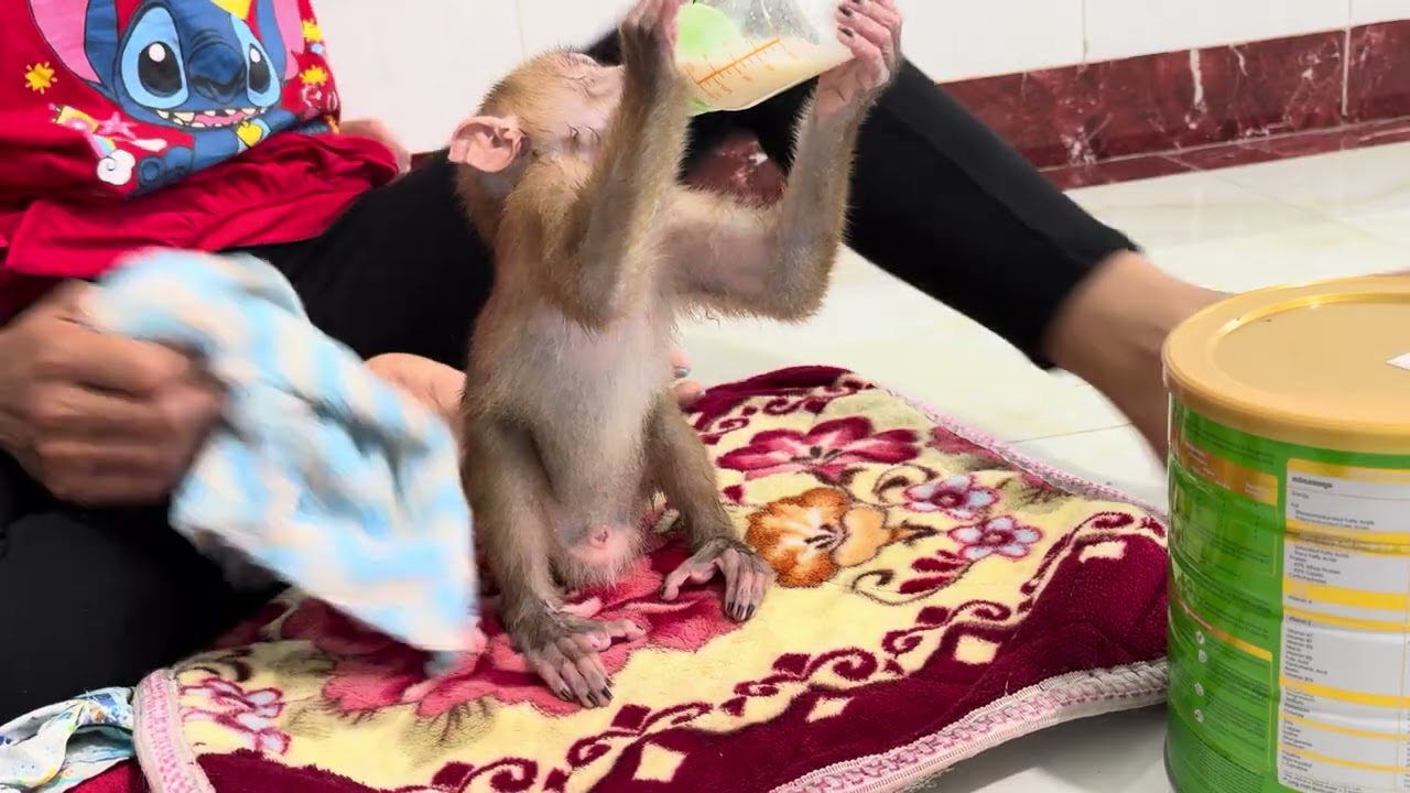 Baby monkey