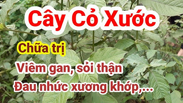 Công dụng của cây Cỏ Xước | chữa trị sỏi thận, thoái hóa khớp | Hằng Lê HG85