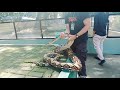 The Snake Episode