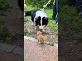 Once Again, the Cat Proves He’s the Boss 😼👑 | Funny Cat Moment!