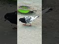 Dar Nahin #kabootar #pigeon #kabutar #birds #trending #youtubeshort #pigeonpose #viralvideo #kabutar