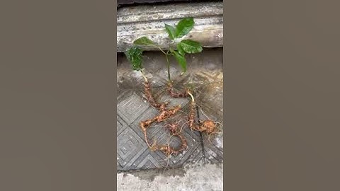 5 củ sâm rừng 380 gam quá ngon mời các bác siêu tầm gọi 0377965679 e Nguyệt nhé