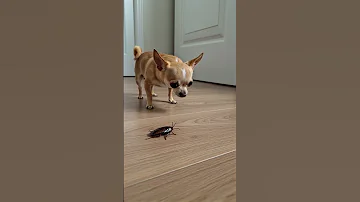 Don T Miss This Chihuahua S Reaction To Seeing A Cockroach 