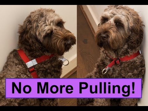 walk your dog with love harness