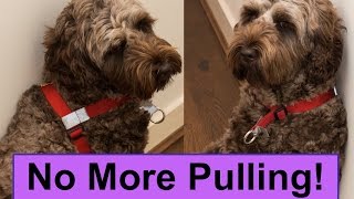 How To Stop Your Dog pulling!  Walk Your Dog With Love Harness