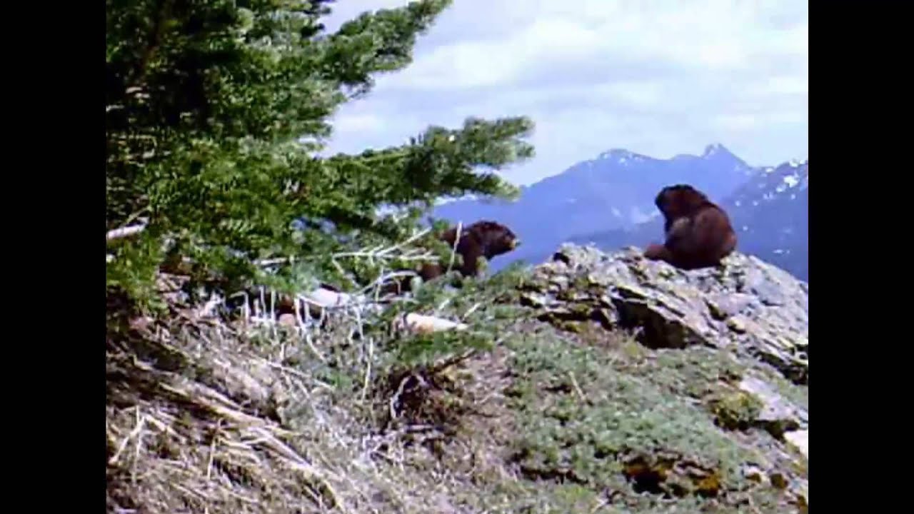 recovery pump Vancouver Island Marmots - Marmots will be marmots
