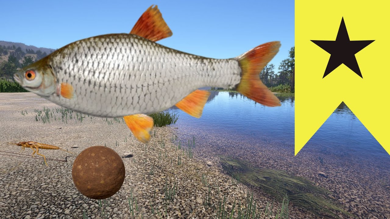 Belaya River Common Roach Trophy