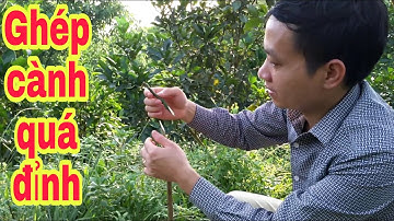 Kĩ thuật ghép bưởi thân chanh cành bưởi hữu dụng_bưởi Rỏn_0989928949