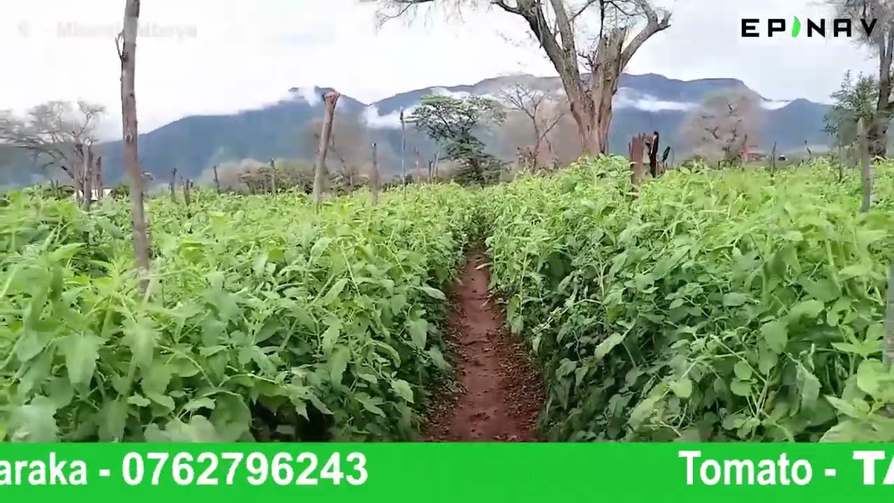 KIBOKO YA MNYAUKO TANZANITE F1 MBEGU BORA YA NYANYA KUTOKA KAMPUNI YA MBEGU YA EPINAV 0747906694