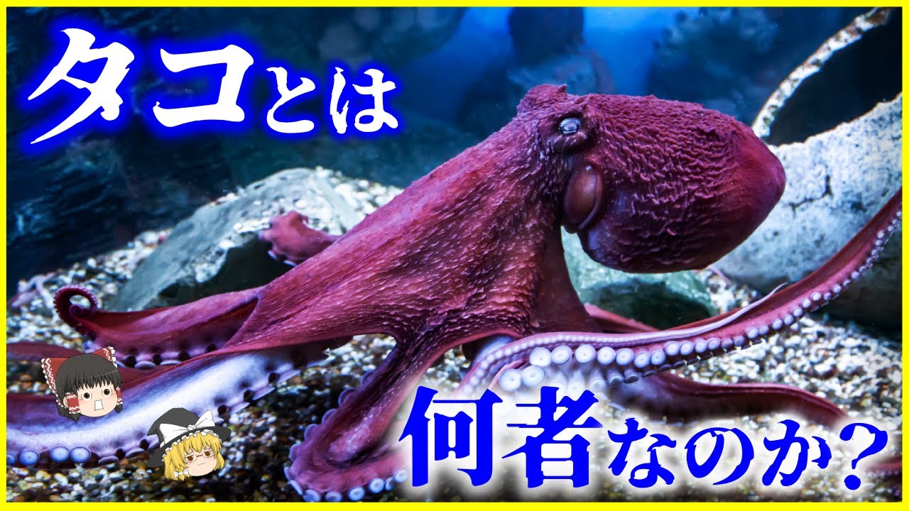 Slow commentary] A genius who threw away his shell Who is the