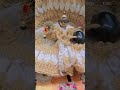 muje vo he tumara Purna #trending sath chaiye 🥰🥰🥺💓#trending #love #hindudeity #new #hare#krishna
