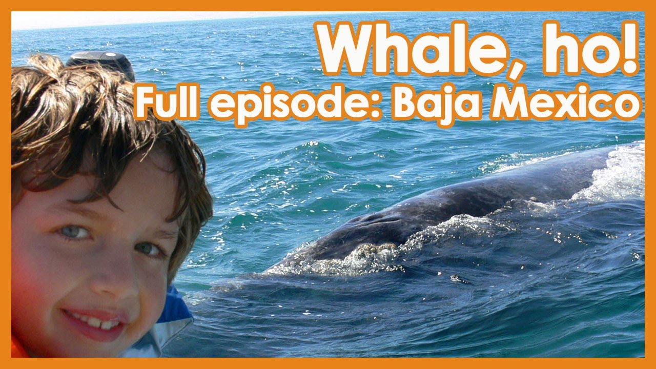Up Close Whale Experience // Baja Mexico Whales // Travel with Kids