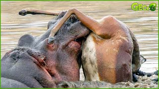 30 Angry Hippos Attacking And Crushing Their Opponents | Animal Fight