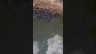 Wy też wiosną szukacie ryb na płyciznach?👀🤔 #karp #natura #dron #wędkarstwo #pasja