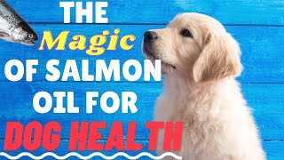 The Magic of Salmon Oil for Dog Health ❤️🐟