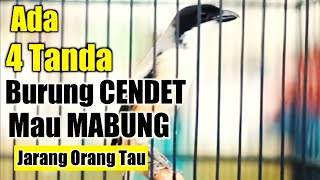 4 TANDA BURUNG CENDET MAU MABUNG