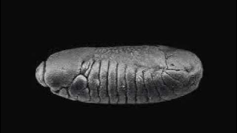 Drosophila embryo development