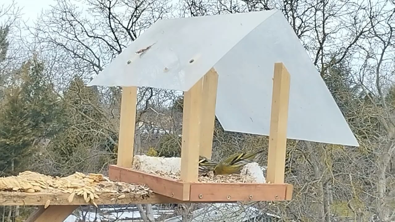 ✨Sikorki i czyżyki przy karmniku - magiczne przedwiośnie pełne śpiewu ptaków 🎶✨🐦@NaturinaKadryNatury