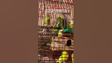 #سورة_الوقعة #قرآن #محمد_الفقيه #اكسبلور #طيور #العراق #اليمن #امريكا quran #birds #budgies #texas
