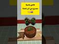 ازاي تعمل او تعملي طاجن بامية من غير لحم قرديحي ارديحي Shortvideo Shortsfeed Food Okra 