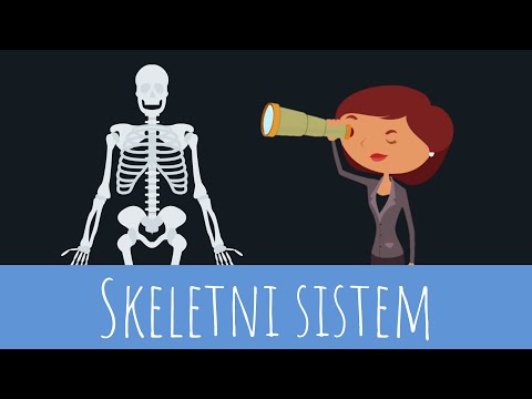 SKELETNI SISTEM - TVOJE TELO | MAGIČNA UČIONICA